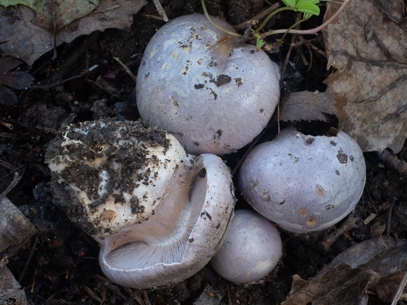 Cortinarius mairei Cortinarius mairei